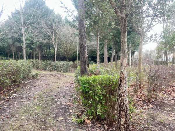 Foto Terreno agricolo in vendita a Toiano - Siena 2710 mq  Rif: 1302682