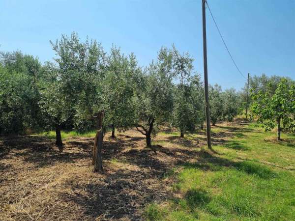 Foto Terreno agricolo in vendita a Torre Le Nocelle