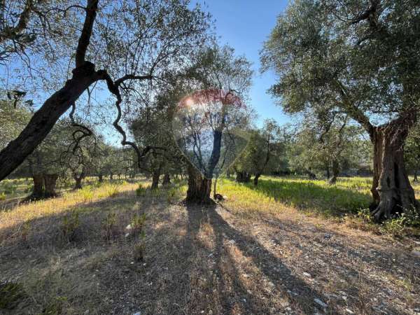 Foto Terreno agricolo in vendita a Vieste