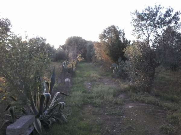 Foto Terreno agricolo vicino mare in Salento Puglia