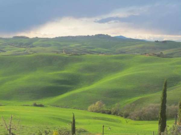 Foto Terreno edif. residenziale in vendita a La Rosa - Terricciola 1600 mq  Rif: 1054449
