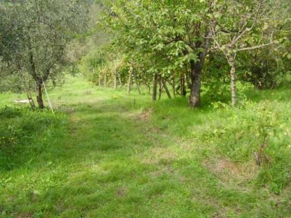 Foto Terreno edif. residenziale in vendita a Margine Coperta - Massa e Cozzile 900 mq  Rif: 1099211