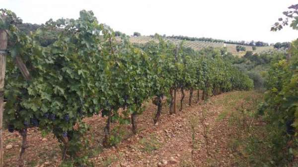 Foto Terreno edif. residenziale in vendita a Paganico - Civitella Paganico 50000 mq  Rif: 1072899