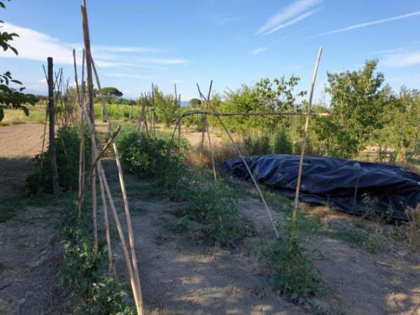 Foto Terreno edif. residenziale in vendita a San Miniato 900 mq  Rif: 979820