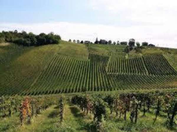 Foto Terreno edificabile in vendita a Ziano Piacentino