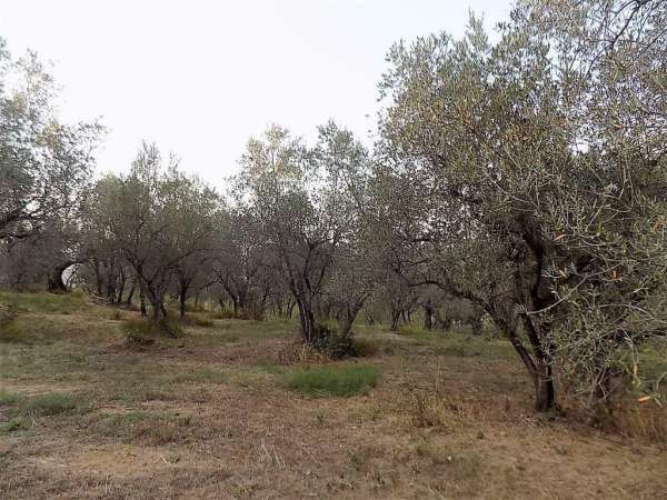 Foto Terreno edificabile residenziale in vendita a Cecina