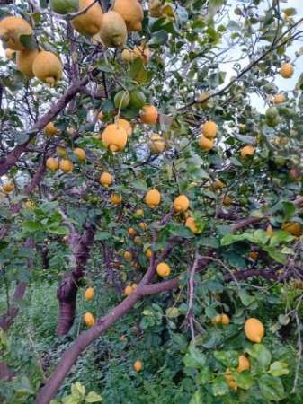 Foto Terreno in vendita a Acireale, Pozzillo