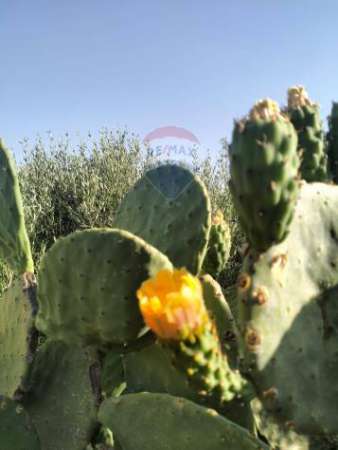 Foto Terreno in vendita a Caltagirone, Granieri