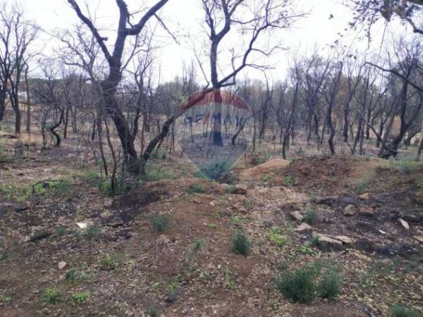 Foto Terreno in vendita a Caltagirone