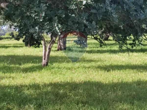 Foto Terreno in vendita a Comiso