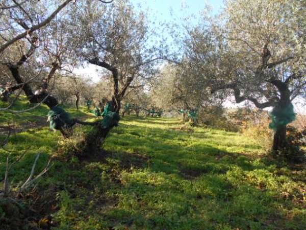 Foto Terreno in vendita in vatolla