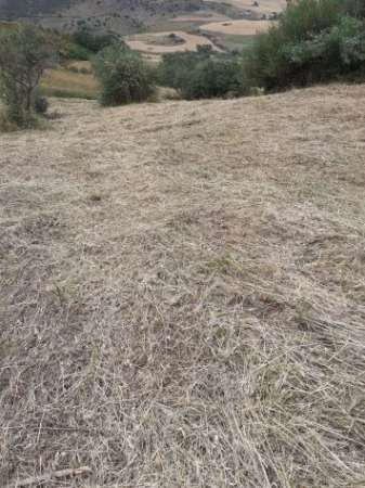 Foto Uliveto e seminativo