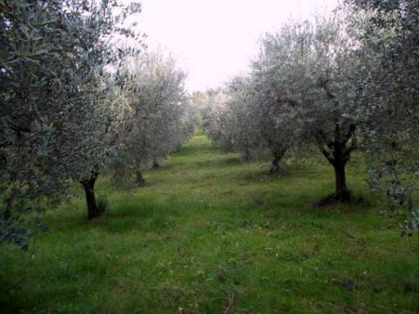 Foto Uliveto in vendita a Ascoli Piceno