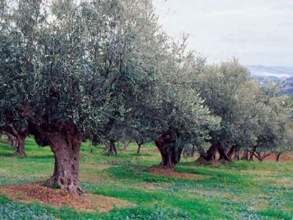 Foto Uliveto in vendita a Camerano
