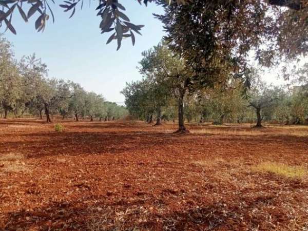 Foto Uliveto in vendita a Castelvetrano