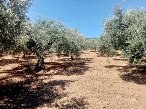 Foto Uliveto in vendita a Castelvetrano