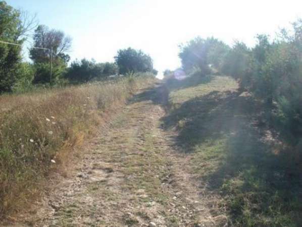 Foto Uliveto in vendita a Lanciano