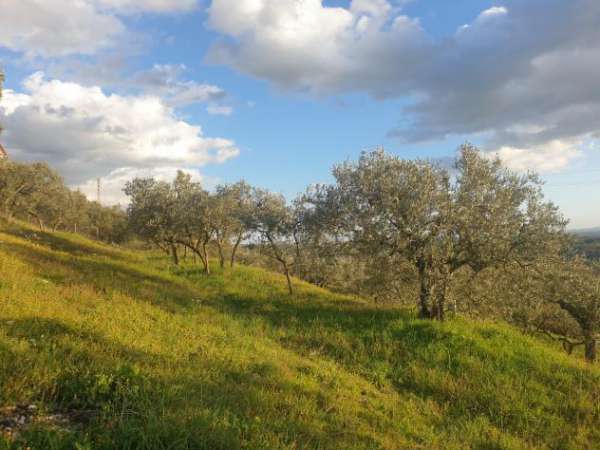 Foto Uliveto in vendita a Lugnano in Teverina