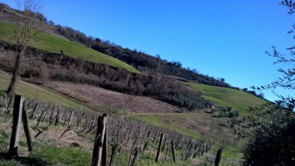 Foto Uliveto in vendita a Lugnano in Teverina