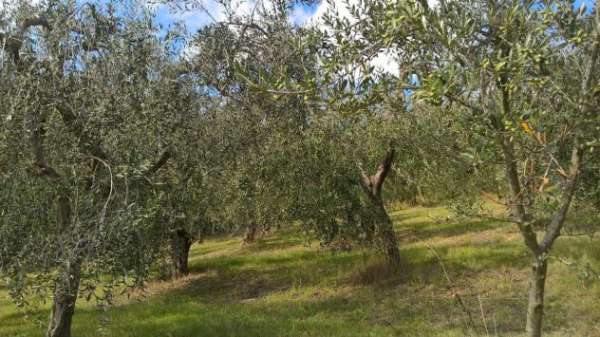 Foto Uliveto in vendita a Lugnano in Teverina