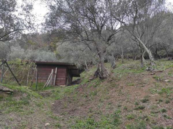 Foto Uliveto in vendita a Luni