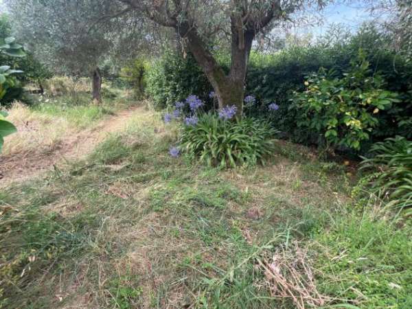 Foto Uliveto in vendita a Massa