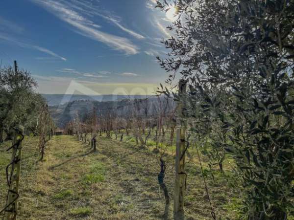 Foto Uliveto in vendita a Monte Roberto