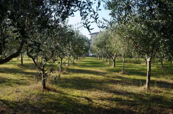 Foto Uliveto in zona Pesaro