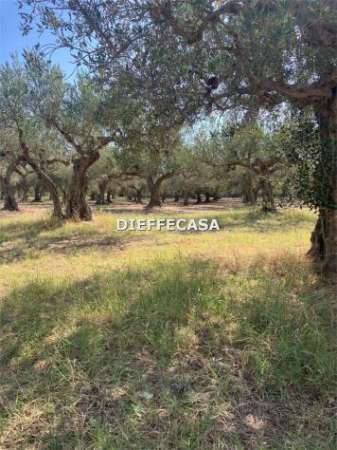 Foto V2500 - In vendita a Trapani terreno agricolo con uliveto