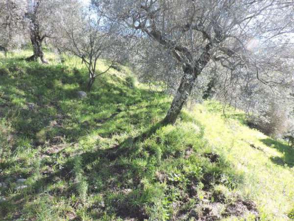 Foto V2718 - TERRENO AGRICOLO - ULIVETO - SESSA AURUNCA (CE)