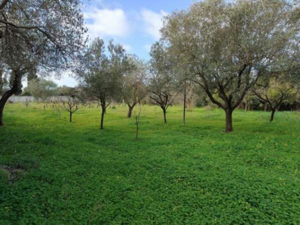 Foto Vendesi terreno agricolo
