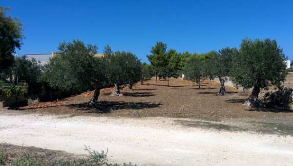 Foto Vendesi terreno agricolo con uliveto