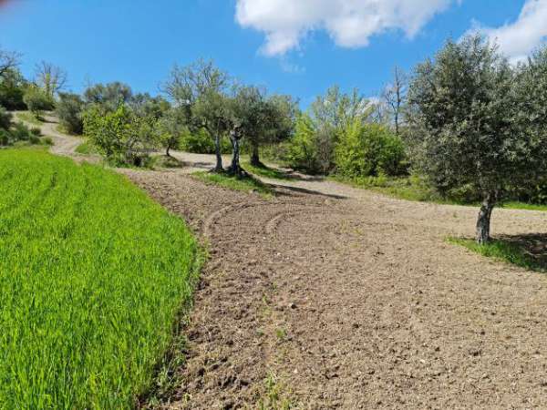 Foto VENDESI TERRENO ZONA NEW WATERPARK VENOSA - VENOSA