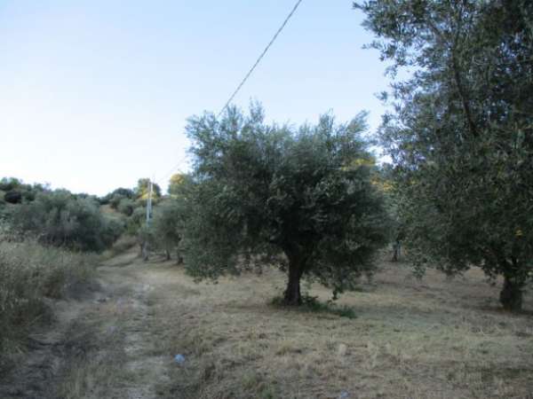 Foto Vendesi Uliveto