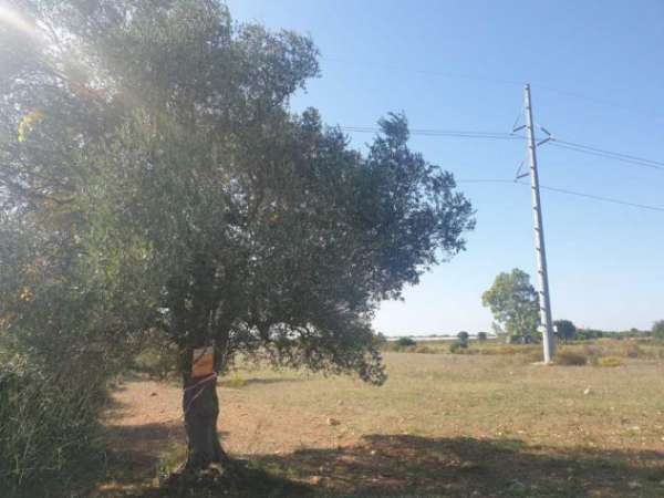 Foto VENDITA TERRENO AGRICOLO C.DA FORESTA