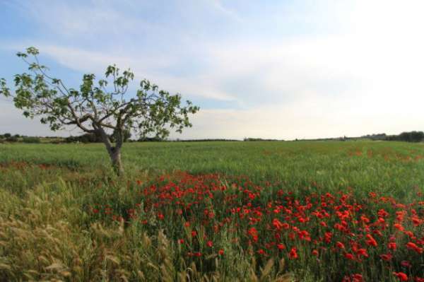 Foto VENDITA TERRENO AGRICOLO C.DA RIGGIO