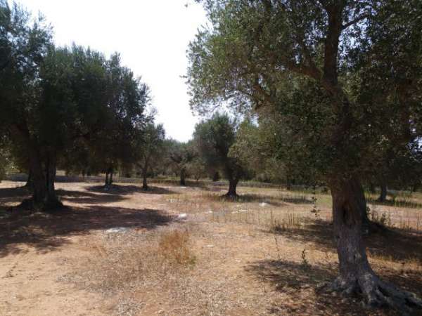 Foto VENDO AGRO CHE DISTA 2 KM. DA MARTANO (LE)