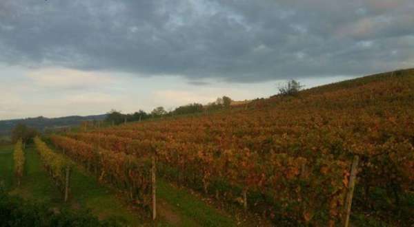 Foto Vigneti