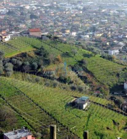 Foto Vigneto in vendita a Carrara