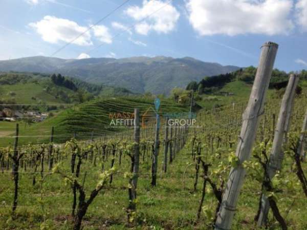 Foto Vigneto in vendita a Massa