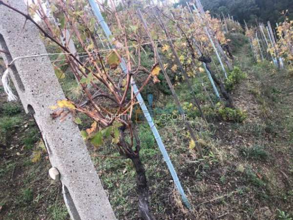 Foto Vigneto in vendita a Massa