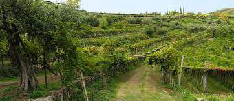 Foto Zafferana,Pisano,azienda agricola